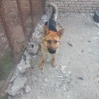 سگ ژرمن ورک