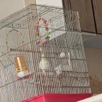 عروس هلندی سالم سرحال سخن گو کاملا دستی