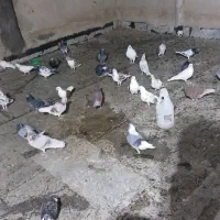 کبوتر