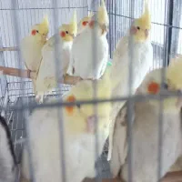 طوطی عروس هلندی تک و عمده