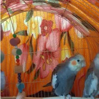 یک جفت عروس هلندی نر