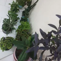 تعدادی گل