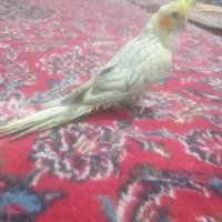 عروس هلندی|پرنده|آذرشهر, |دیوار