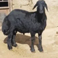 بره برا قوچ اصل بره نژاد یک درجهان