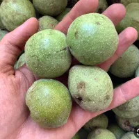 خرید و فروش گردو و بادام