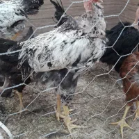 خروی کشتنی چاق