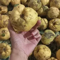 فروش میوه به بصورت عمده وجزیی بفروش می‌رسد