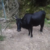 گاو به همراه گوساله