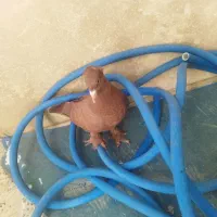 کبوتر راعبی|پرنده|قم, بکایی|دیوار