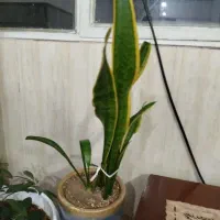 گل سانسوریا مفت