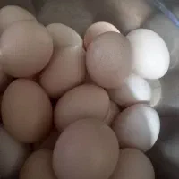 تخم‌ مرغ محلی درشت
