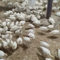 بوقلمون بیوتی|حیوانات مزرعه|ساوه, |دیوار