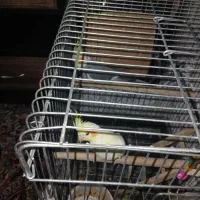 یک جفت عروس با یک جفت مرغ عشق