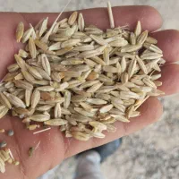 فروشنده گندم گواهی شده در گونی و گندم بذری|خدمات باغبانی و درختکاری|بیجار, |دیوار