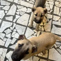 سگ سراب نر و ماده|سگ|رشت, فرزانه|دیوار