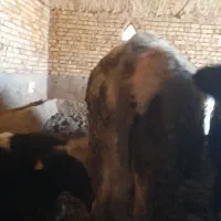 گوساله|حیوانات مزرعه|کبودرآهنگ, |دیوار