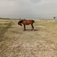 مادیون جوان.اسب