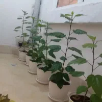 گل طبیعی (کادویی) ختمی چینی|گل و گیاه طبیعی|اردبیل, |دیوار