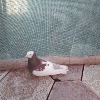 پرنده|پرنده|نیشابور, مازول|دیوار