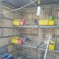 قفس جفتگاه کبوتر کفتر