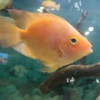 ماهی گوشت خوار|ماهی|نیشابور, شهرک جانبازان|دیوار