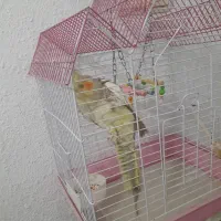 پرنده عروس نر