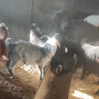 بره و کهره و بز سالم