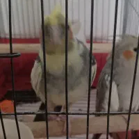 عروس هلندی جفت  خورده(نر و ماده)