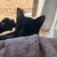 گربه گمشده