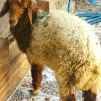 بره وبز درهندیجان