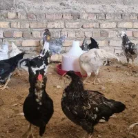جوجه،نوچه ومرغ گلین|حیوانات مزرعه|قم, شهرک قدس|دیوار