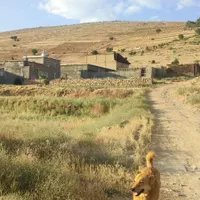 گاوداری صنعتی|فروش دفتر صنعتی، کشاورزی، تجاری|شیراز, ارم|دیوار