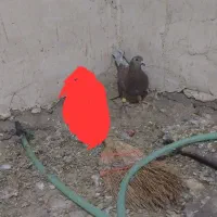 کفتر‌قوره‌صید‌فرو‌شی