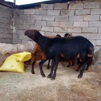 قوچغزل|حیوانات مزرعه|بروجرد, |دیوار