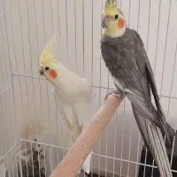 عروس هلندی مولد