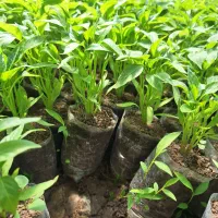 نشا آماده کاشت فلفل سوزنی گوجه فرنگی و خیار محلی