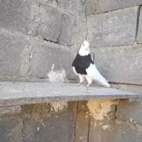 کبوتر طوقی بازیکن