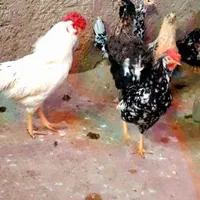 تخم مرغ نطفه دار گلین|حیوانات مزرعه|خمینیشهر, |دیوار