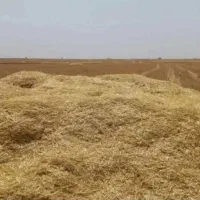 سامان و کولش عالرام