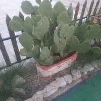 سه خواب طبقه بالا