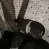 بره سالم به شرط