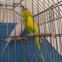 جفت مرغ عشق بالغ