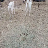 فروش دوراس بزغاله نروماده سانن|حیوانات مزرعه|فردوس (خراسان), |دیوار