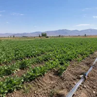 فروش-زمین-کشاورزی-در-روستای-بوژمهران