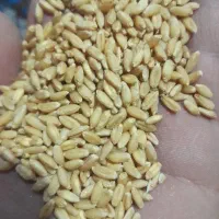 گندم بذری باران بوجارشده