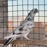 کفتر نر پلنگ|پرنده|محمدشهر, محمدشهر|دیوار