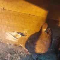 کفتر کبوتر ماده|پرنده|تهران, زرکش|دیوار