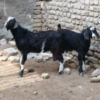 دو راس شاه بزغاله نر پاکستانی و سانن درشت قلم مست