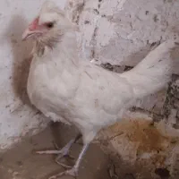 حراج نیمچه مرغ های ۵ ماهه از هر نژاد