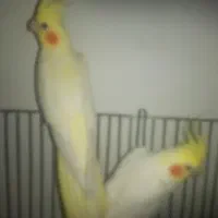 عروس هلندی نروماده